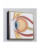 Çerçeveli Göz Anatomizi Tablosu - Göz Doktoru Hediyesi-8367