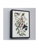 Çerçeveli John James Audubon - Gül Göğüslü Kocabaş Tablo - Rose-Breasted Grosbeak-8043