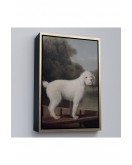 Çerçeveli George Stubbs Beyaz Kaniş Tablo-8034
