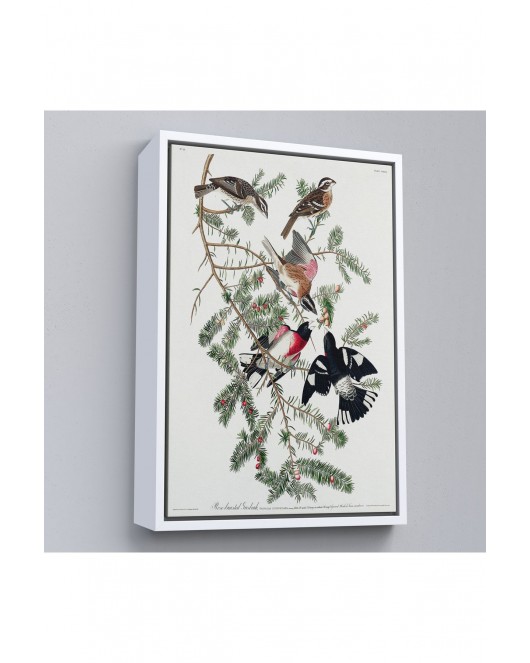 Çerçeveli John James Audubon - Gül Göğüslü Kocabaş Tablo - Rose-Breasted Grosbeak-8043