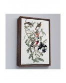 Çerçeveli John James Audubon - Gül Göğüslü Kocabaş Tablo - Rose-Breasted Grosbeak-8043