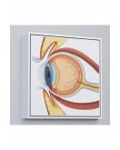 Çerçeveli Göz Anatomizi Tablosu - Göz Doktoru Hediyesi-8367