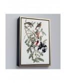 Çerçeveli John James Audubon - Gül Göğüslü Kocabaş Tablo - Rose-Breasted Grosbeak-8043