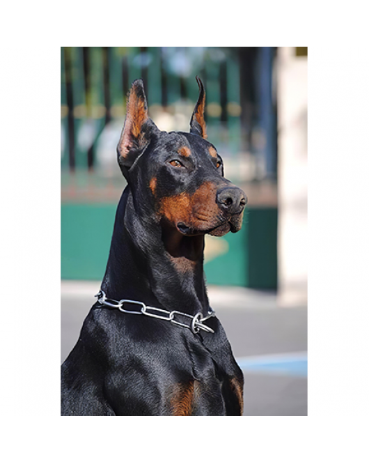 Doberman KASNAKLI SAYILARLA BOYAMA SETİ
