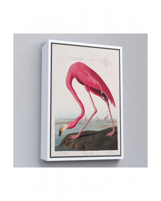 Çerçeveli John James Audubon - Amerikan Flamingo Tablosu-7301